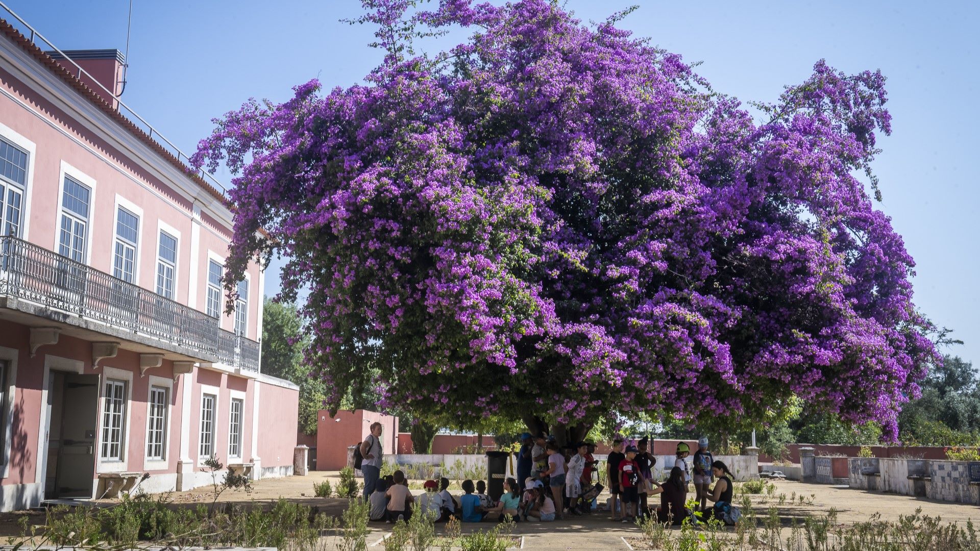 imagem dos participantes no festival muse na erpi quinta alegre